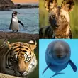 Oto 24 gatunki zwierząt, które mogą wyginąć na naszych oczach
