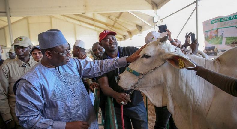 Le président Macky Sall lors de la 6e édition de la Journée nationale de l’élevage, le 29 novembre 2019