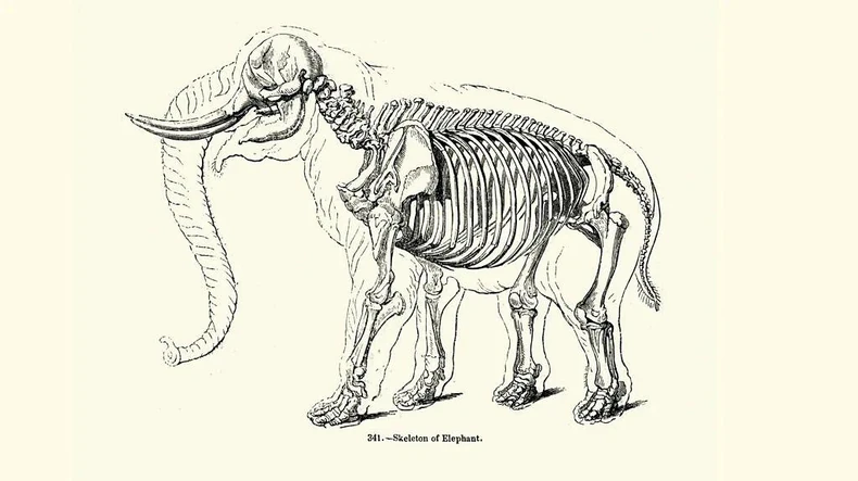 Harison je verovao da će, na duži rok, slonovi izumreti, te je predložio očuvanje njegovog skeleta u vremenskoj kapsuli | Foto: Getty Images