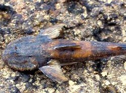 Odkryli rybę, która lubi wspinaczki