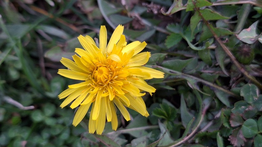 Maslačak sadrži puno vitamina i minerala u tako maloj biljci
