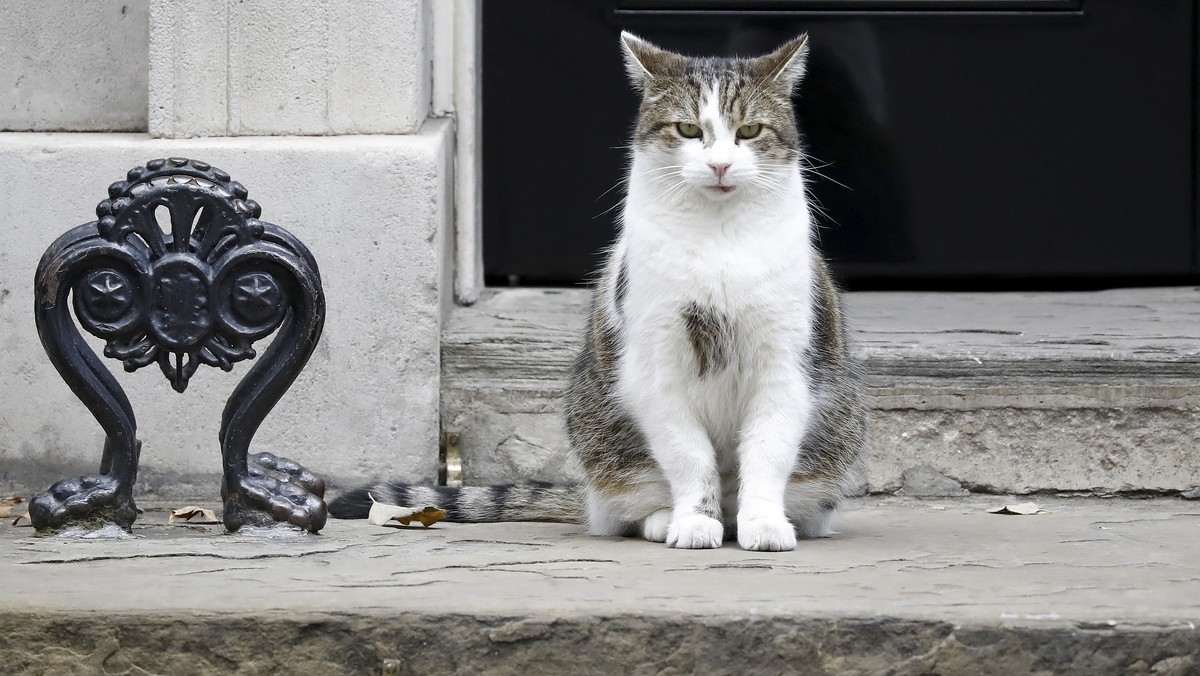 Kot Larry z Downing Street w Londynie - historia, ciekawostki o najsłynniejszym kocie Anglii