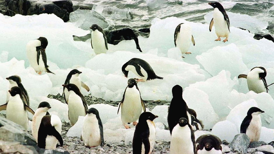 Pingwiny, Antarktyda
