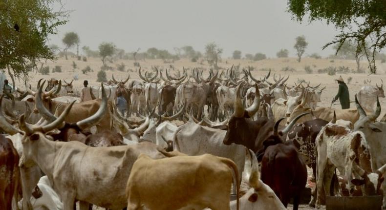 Clashes between herders and farmers are not unusual in drought-hit Niger, especially during the harvest which coincides with cattle being moved to pasture