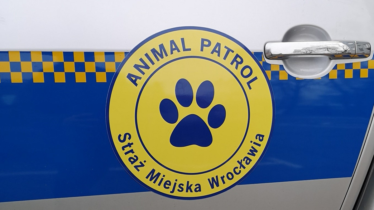Wrocław: jak działa Animal Patrol