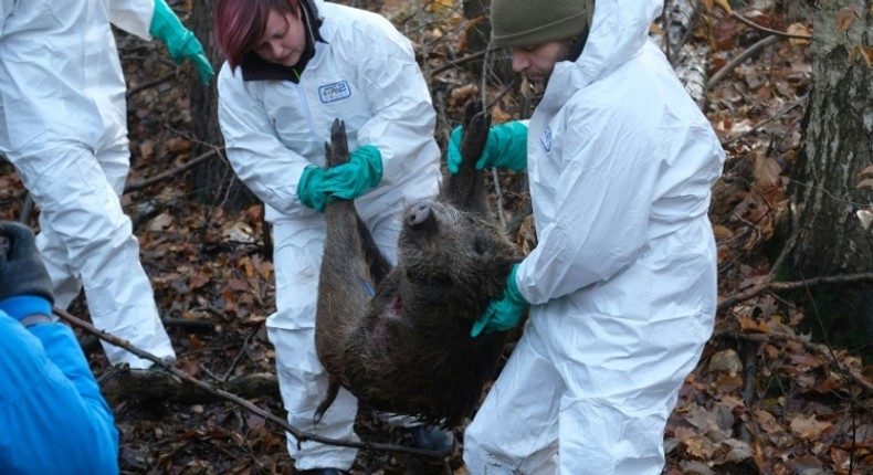 German experts think swine fever would most likely spread through wild boars