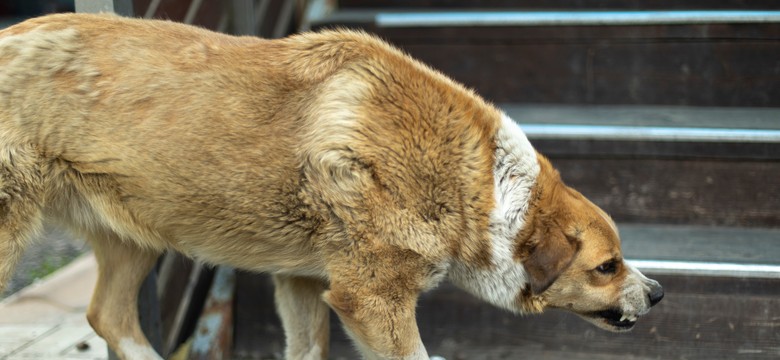 Pilny komunikat dla właścicieli zwierząt. Chodzi o szczepionkę na wściekliznę