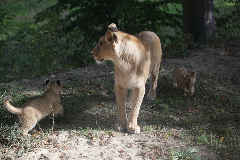 Mamą została lwica Berghi, jej maluszki to Bolek, Lolek i Tola