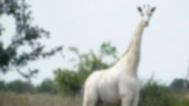 Kłusownicy zabili niezwykle rzadkie białe żyrafy w Kenii