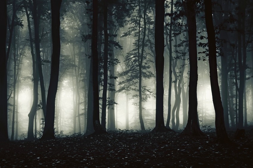 Snimanje na Tari: Scena iz filmskog horora "Forest"