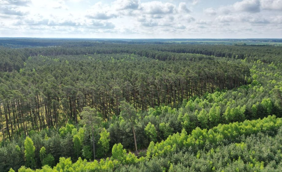 Taki mniej więcej widok na puszczę będą mieli ci, którzy wejdą na wieżę zamku