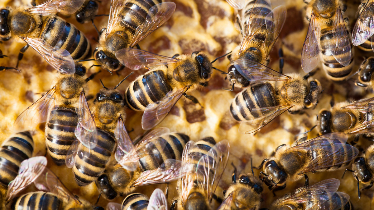 Urząd Marszałkowski Województwa Kujawsko-Pomorskiego organizuje w Toruniu konferencję szkoleniową poświęconą pszczelarstwu. Jednym z głównych tematów będzie hodowla pszczół w mieście i zakładanie pasiek na dachach budynków. Akcja ma na celu zwrócenie uwagi na wymieranie pszczół i pokazanie, że mogą one żyć nie tylko na wsiach.