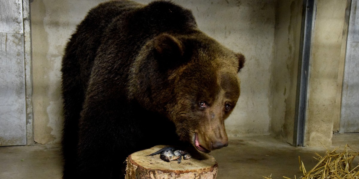 Poznańskie Nowe Zoo ma dwa nowe misie! W azylu dla niedźwiedzi zamieszkały Ewka i Gienia