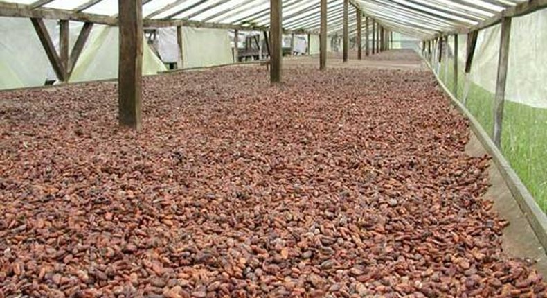 cocoa beans