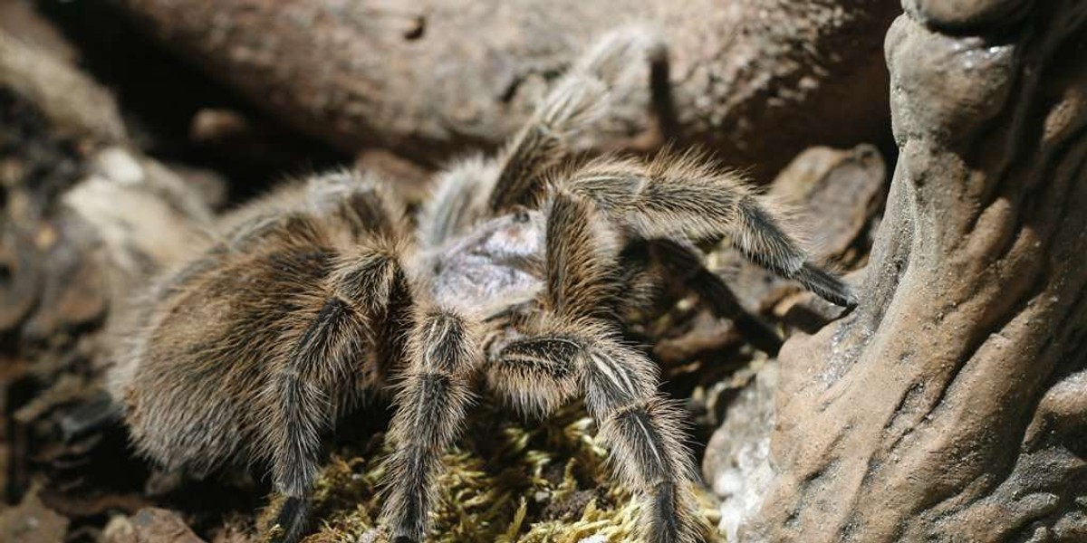 Tarantule atakują Bochnię!