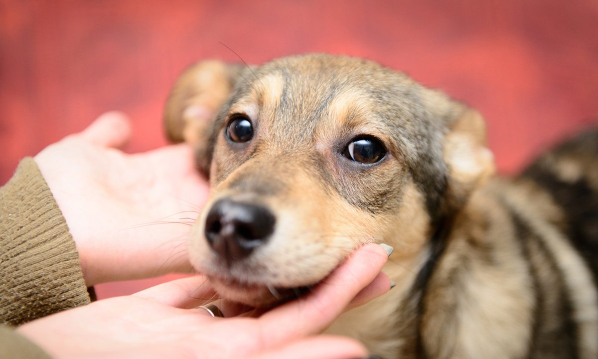 Bezpłatne czipowanie, porady adopcyjne i spotkanie z psiakami ze schroniska. Przed nami Warszawski Dzień Zwierząt