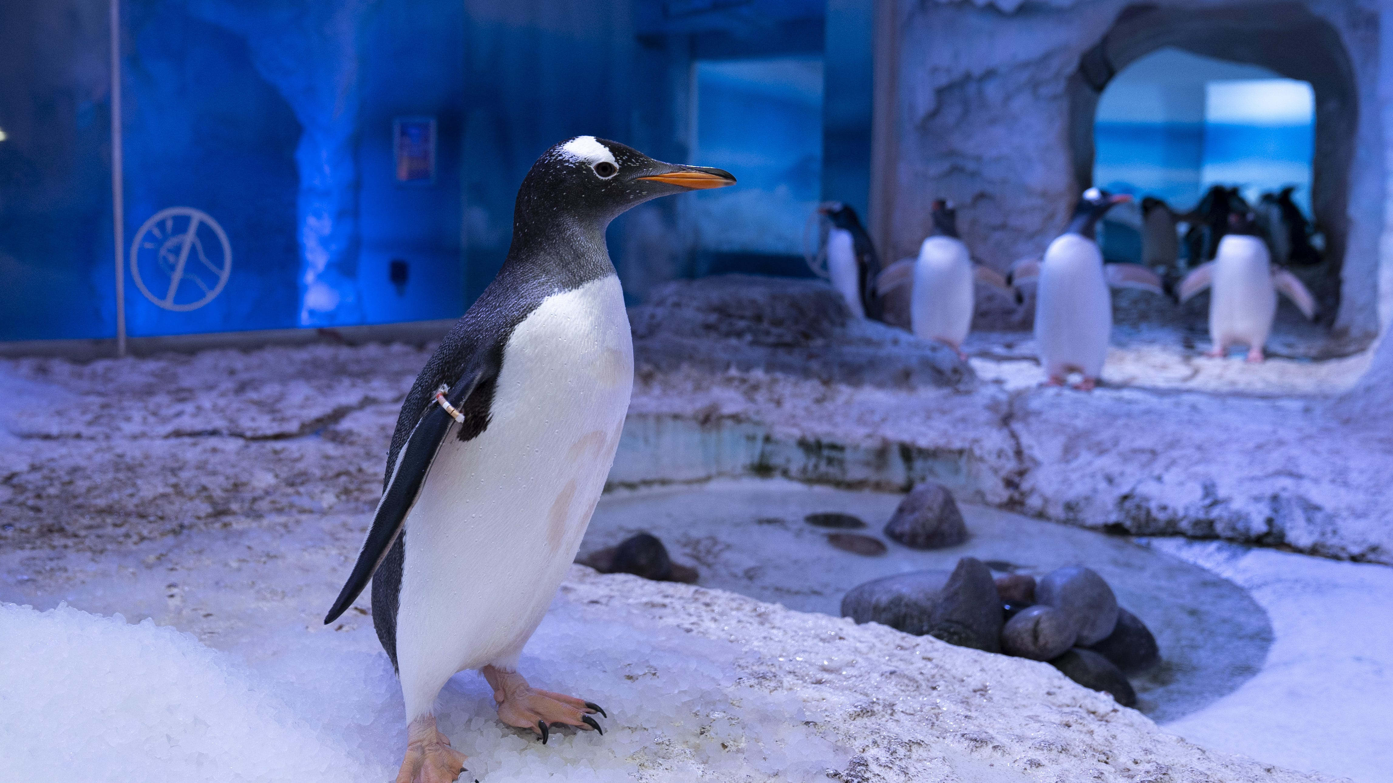 Sea Life to discuss penguin fate after 75 MPs join campaign