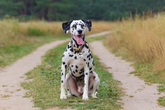 Dalmatyńczyk to pies o bardzo charakterystycznym umaszczeniu - foxhound photo/stock.adobe.com