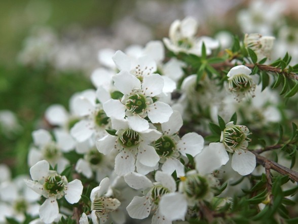 Miód Manuka najskuteczniej zabija bakterie?