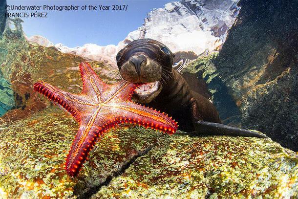 2017 Underwater Photographer of the Year