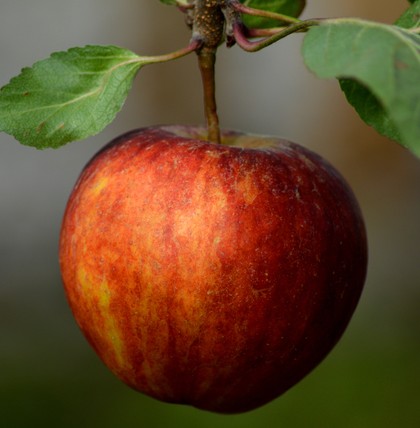 Äpfel sind lecker, gesund und gelten als kalorienarmer Snack.