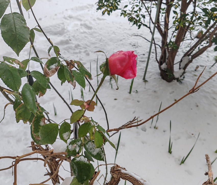 Procvetala ruža u bašti na Novom Beogradu