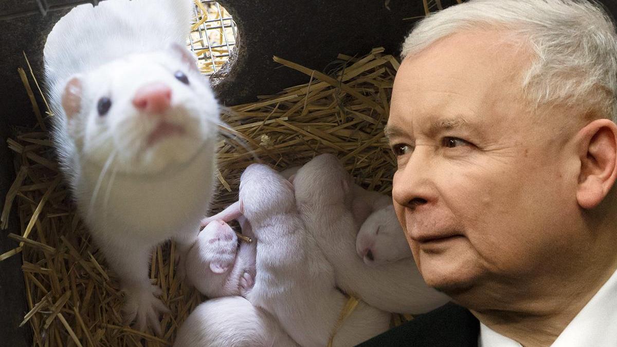 Prezes PiS Jarosław Kaczyński norki zwierzęta futerkowe kampania antyfutrzarska