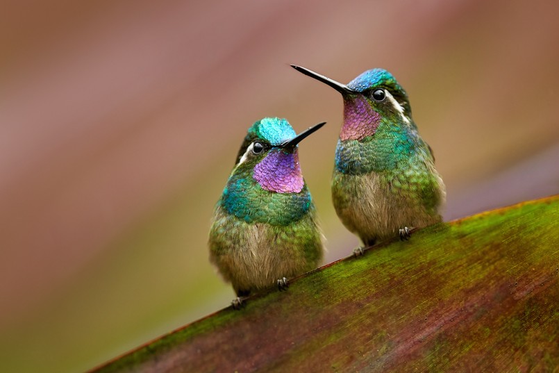 Koliber Kolibry Biologia Bird,Pair,Love.,Lampornis,Calolaemus,,Purple-throated,Mountain-gem,,Small,Hummingbird,From