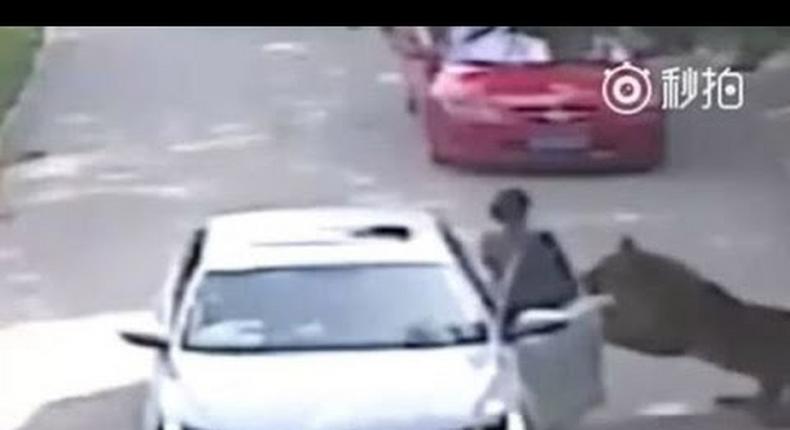 Tiger attacks woman in Chinese Safari