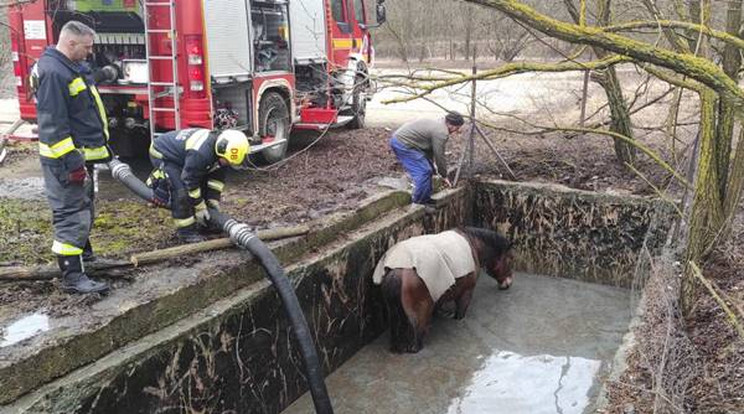 A debreceni hivatásos tűzoltók mentik a bajba került állatot /Fotó:DHTP