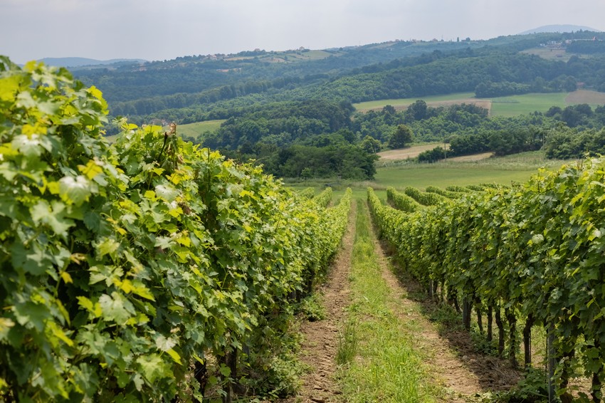 U okrugu Lent raste najstarija vinova loza na svetu, stara više od 450 godina.
