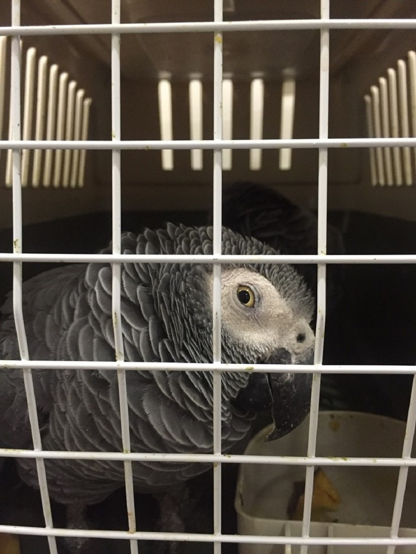 Papagaj "uvredio" carinika