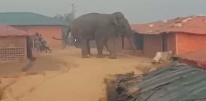 Słoń taranował wszystko na swojej drodze, zabił dwie osoby. Przerażające nagranie