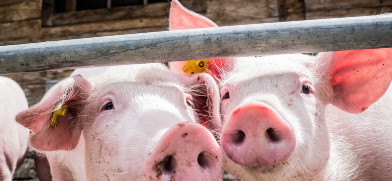 Rząd zadarł z agrobiznesem. Nowe przepisy antyodorowe nie obejmują firm przetwarzających odpady