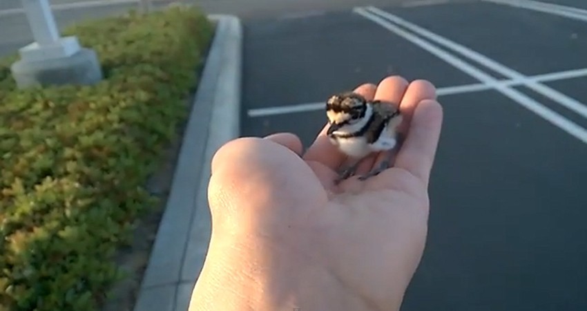 Patrik je vratio ptića roditeljima