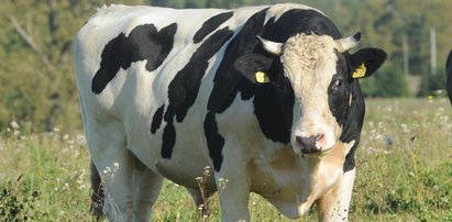 Byk nadział na róg gospodarza i zaciągnął go do lasu. Mężczyzna zmarł