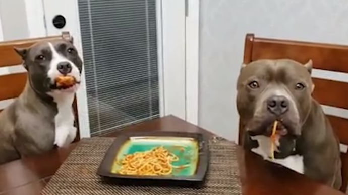 Pitbulle przyłapane na podjadaniu spaghetti udają, że nic się nie stało