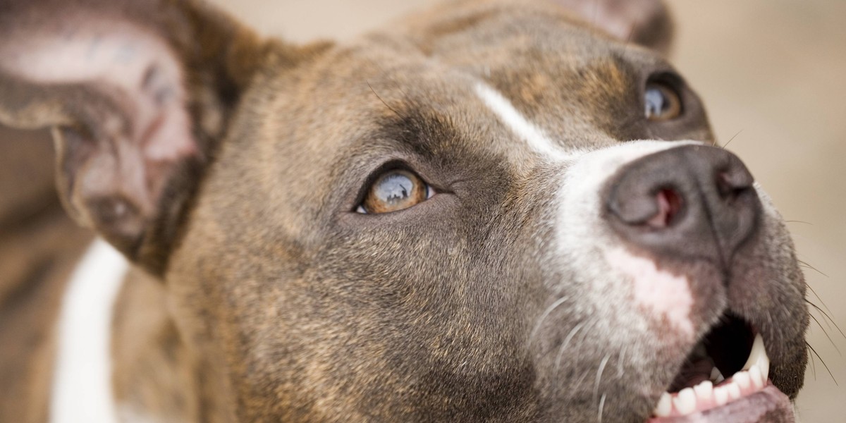 pies amstaff 