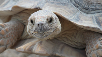 Rendőrök kapták el a szökevény teknőst Suffolkban, nem jutott messzire