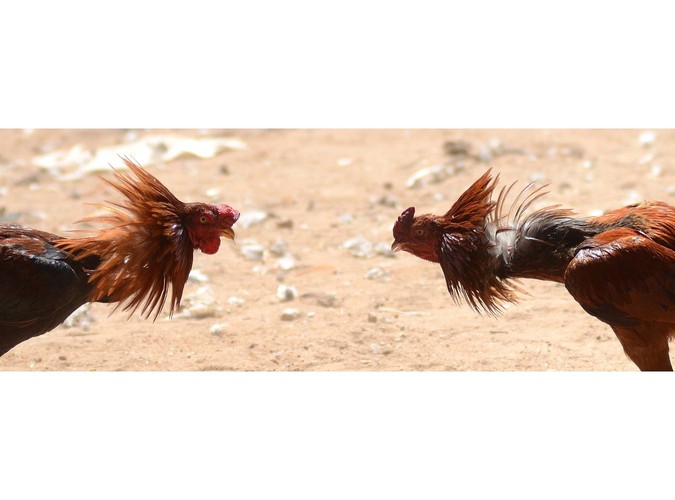 Szacuje się, że w ciągu pięciodniowego święta walk kogutów (Sevalkattu) w zawodach wzięło udział nawet 2 tysiące zwierząt. Zdjęcie wykonane w wiosce Poolamvalasu w Indiach