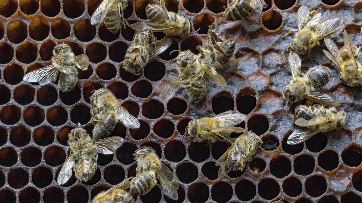 Eksperci liczą się z tym, że co druga rodzina pszczela mogła nie przeżyć tej zimy. Masowe umieranie pszczół może mieć ogromne skutki gospodarcze w całej Europie.