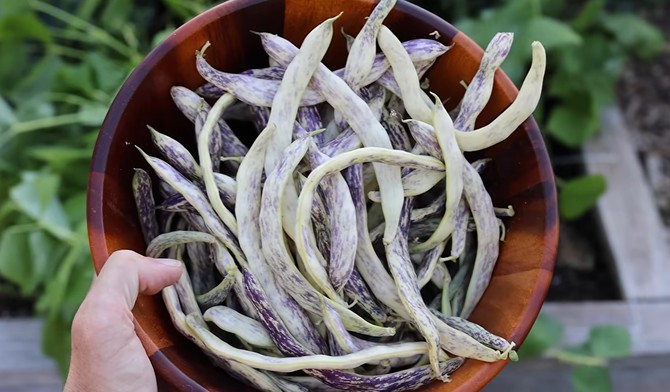 Boranija