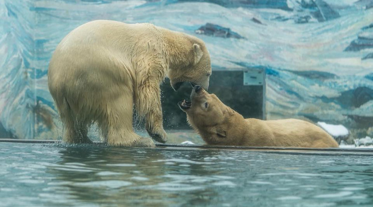 A jegesmedvék nemzetközi világnapjuk alkalmából extra 
kényeztetésben részesültek, amit puszival ünnepeltek /Fo­tó: Nyíregyházi Állatpark