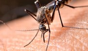 Malaria (zimnica) - dlaczego jest tak bardzo niebezpieczna? [WYJAŚNIAMY]