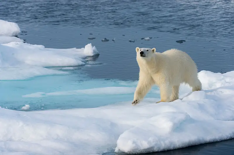 Na Spitsbergenie żyją niedźwiedzie polarne / fot. Wolfgang Kaehler