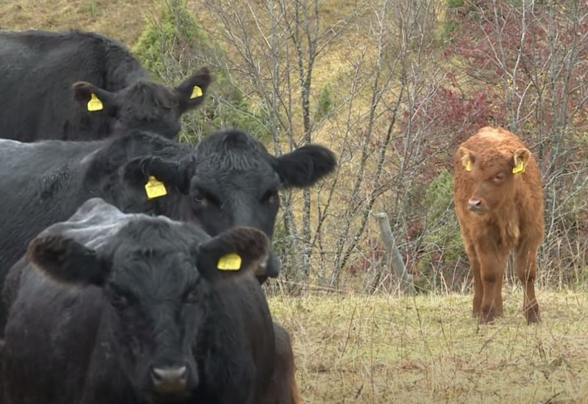 Stefan Joksimović gaji angus goveda