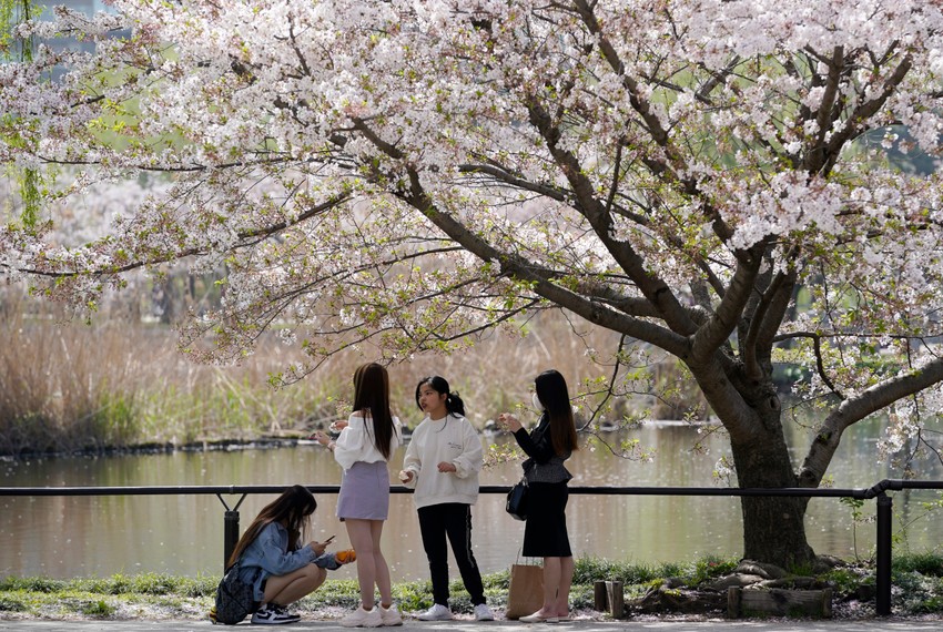 Cvetanje trešnji u Japanu - Tokio