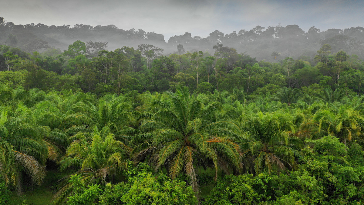 Indonezja. Ekolodzy: milionom hektarów dżungli grozi zagłada