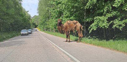 Nietypowy widok na Mazurach! Wzdłuż drogi spacerował... wielbłąd