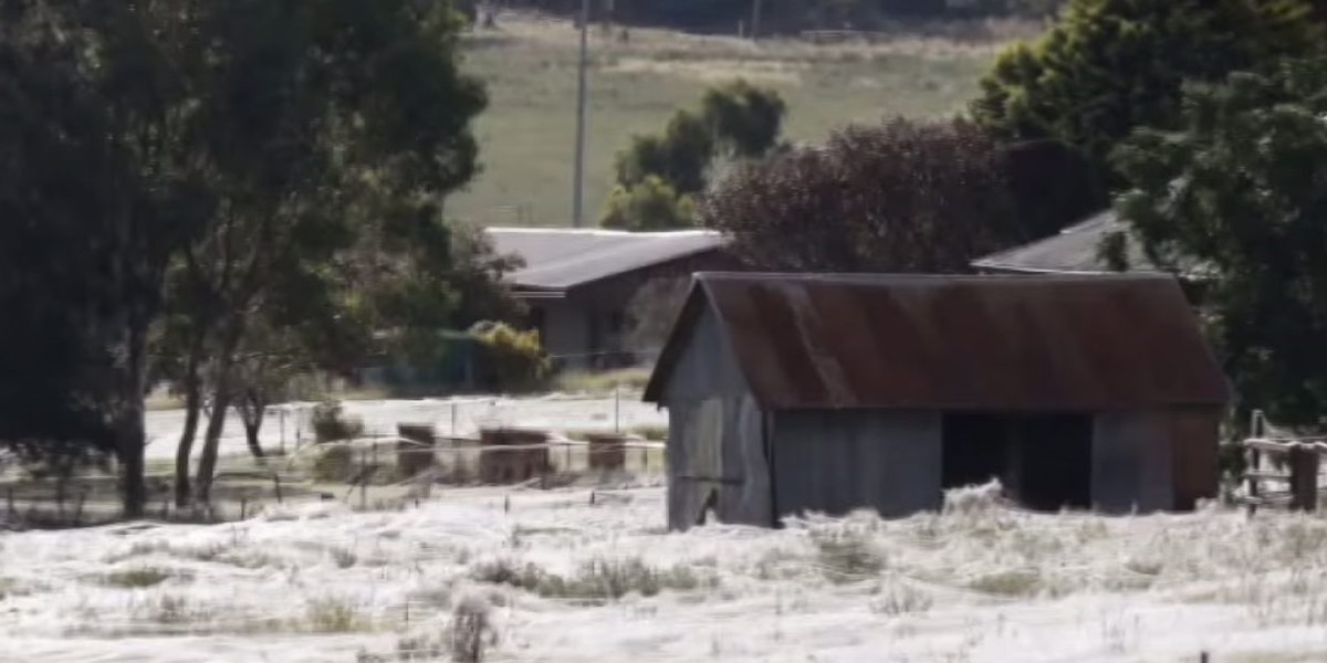 Goulburn australia pająki